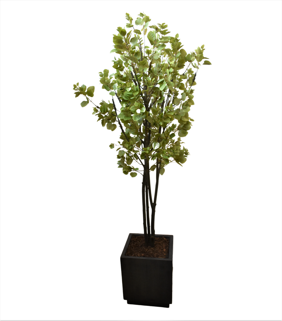 Planta Cotinus Doble 2.80 Mts de Altura en Base Vietnam Grande