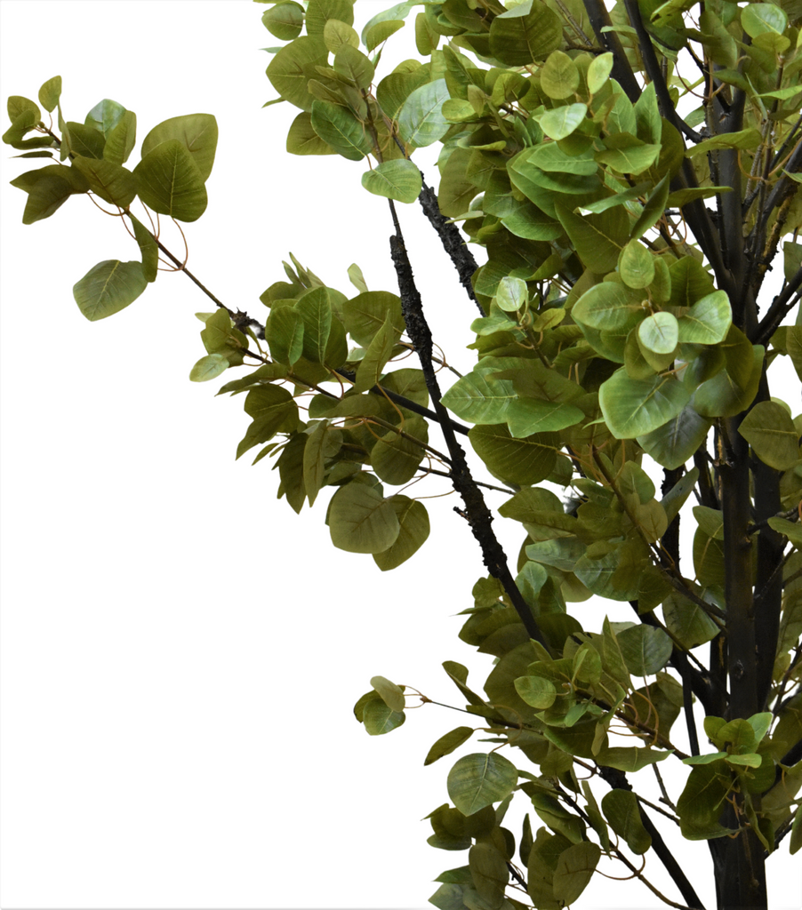 Planta Cotinus Doble 2.80 Mts de Altura en Base Vietnam Grande
