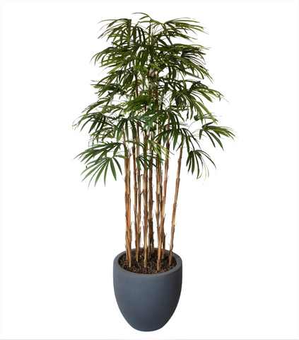 Home Raphis Artificial De 2.20 Mts De Alto en Base Tibor Mediana