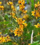 Arreglo Floral de Forsythia y Follajes Artificiales en Base de Vidrio con Agua Acrílica