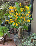 Arreglo Floral de Forsythia y Follajes Artificiales en Base de Vidrio con Agua Acrílica