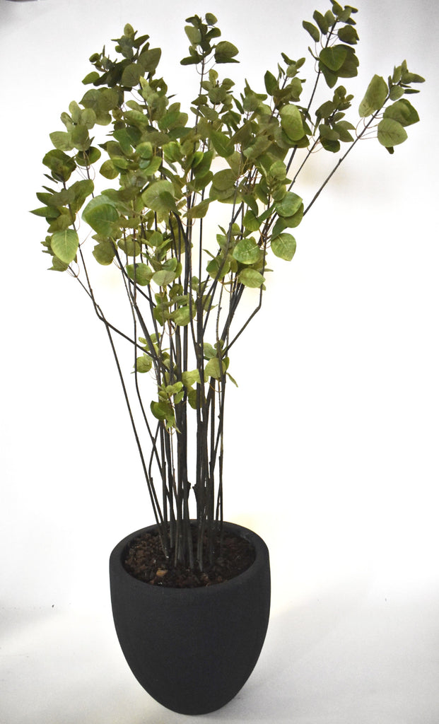 Planta Cotinus Doble 2.10 Mts de Altura en Base Tibor de Fibra de  Vidrio - Martha Sophia