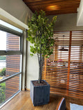 Planta Cotinus Doble 2.80 Mts de Altura en Base Vietnam Grande