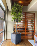 Planta Cotinus Doble 2.80 Mts de Altura en Base Vietnam Grande