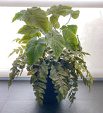 Planta Anthurium de    con Helechos en Base de Resina Chocolate