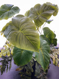 Planta Anthurium de    con Helechos en Base de Resina Chocolate